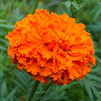 Marigold Seeds