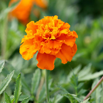 Marigold Seeds