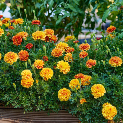 Marigold Seeds