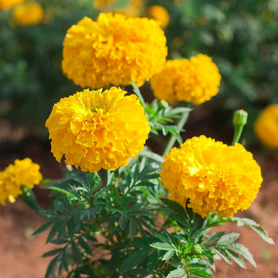 Marigold Seeds