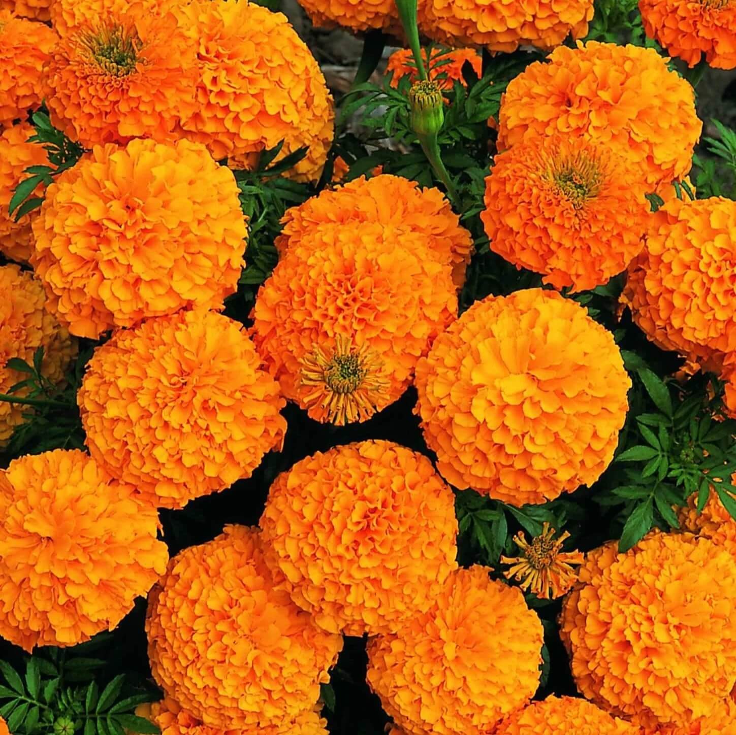 Marigold Seeds - Flower Plant