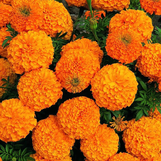 Marigold Seeds - Flower Plant
