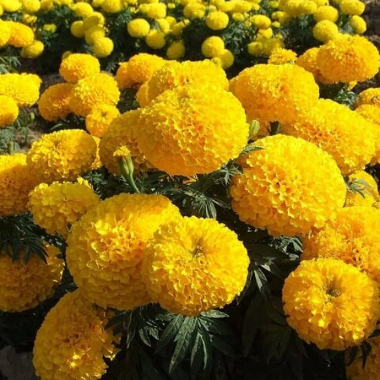 Marigold Seeds - Flower Plant