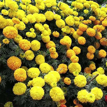 Marigold Seeds - Flower Plant