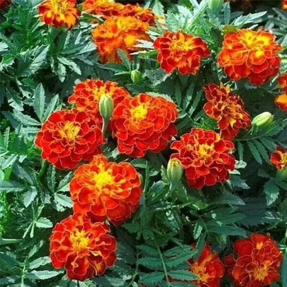 Marigold Seeds 