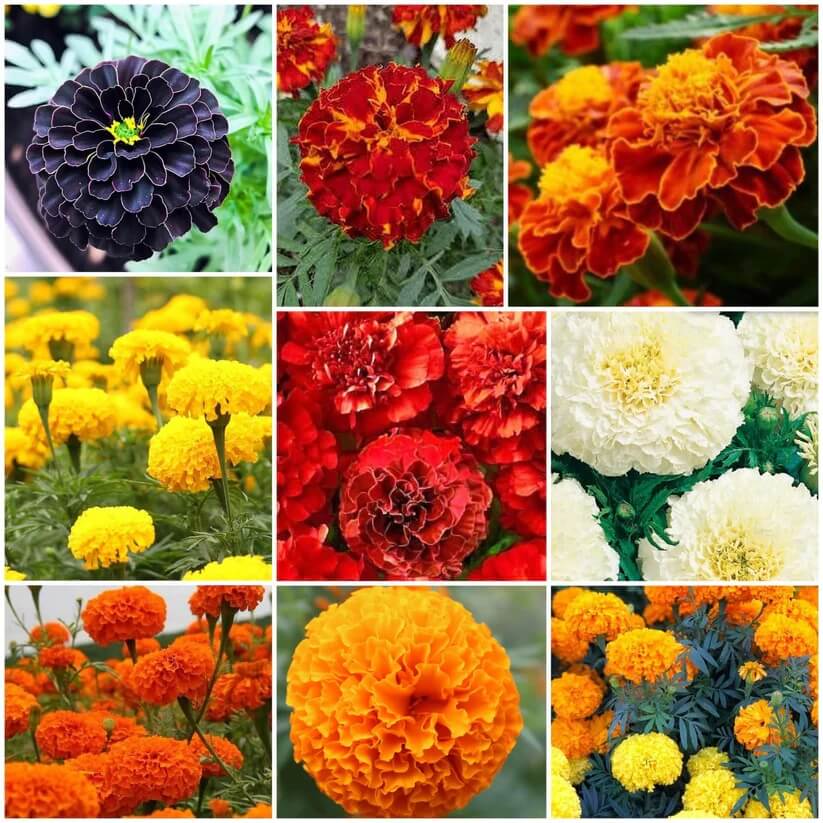 Marigold Seeds 
