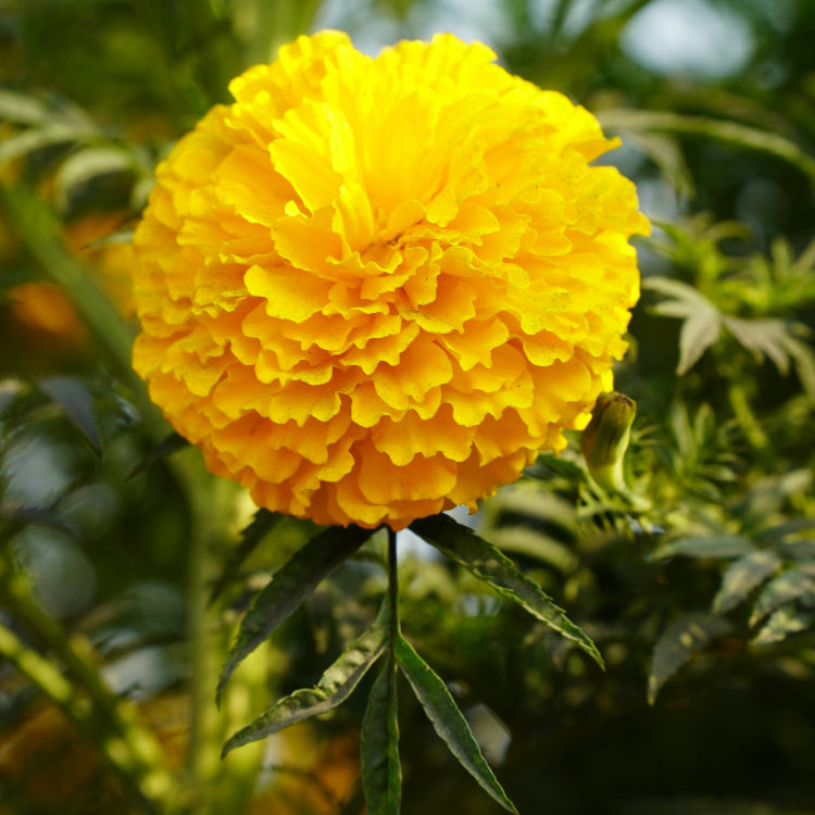 Marigold Seeds 