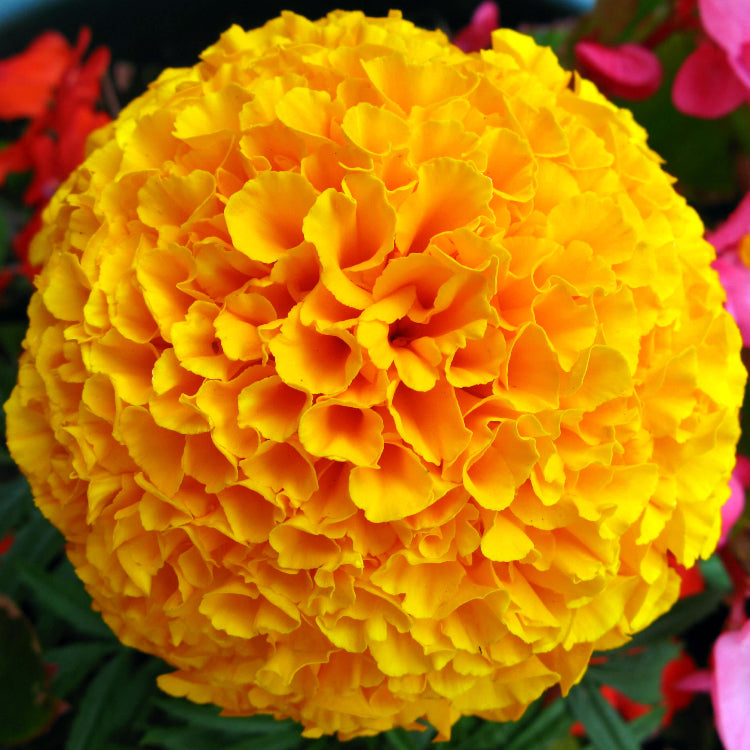 Marigold Seeds 