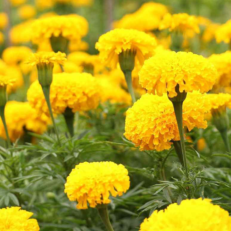 Marigold Seeds 