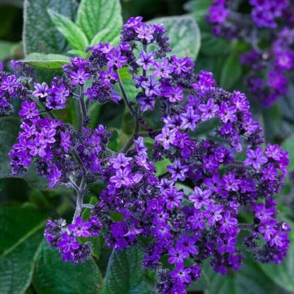 Marine Heliotrope Seeds