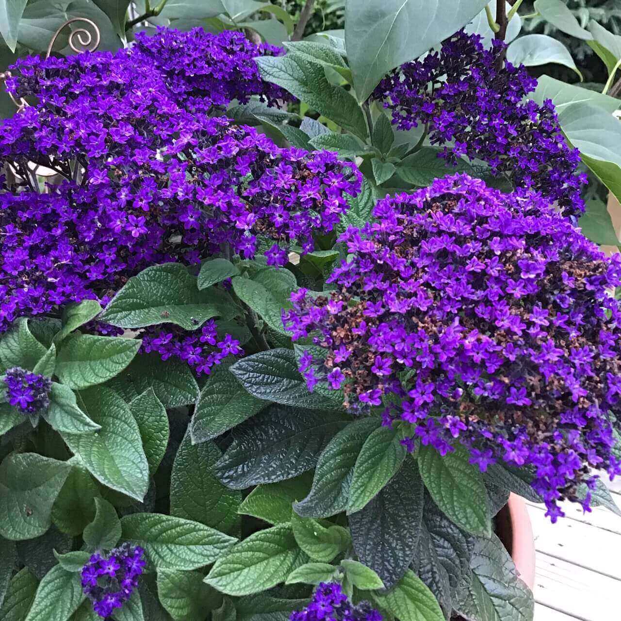 Marine Heliotrope Seeds