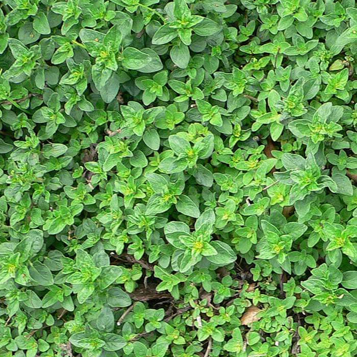 Marjolaine Herb Seeds - Heirloom Herbal Plant for Home Gardens