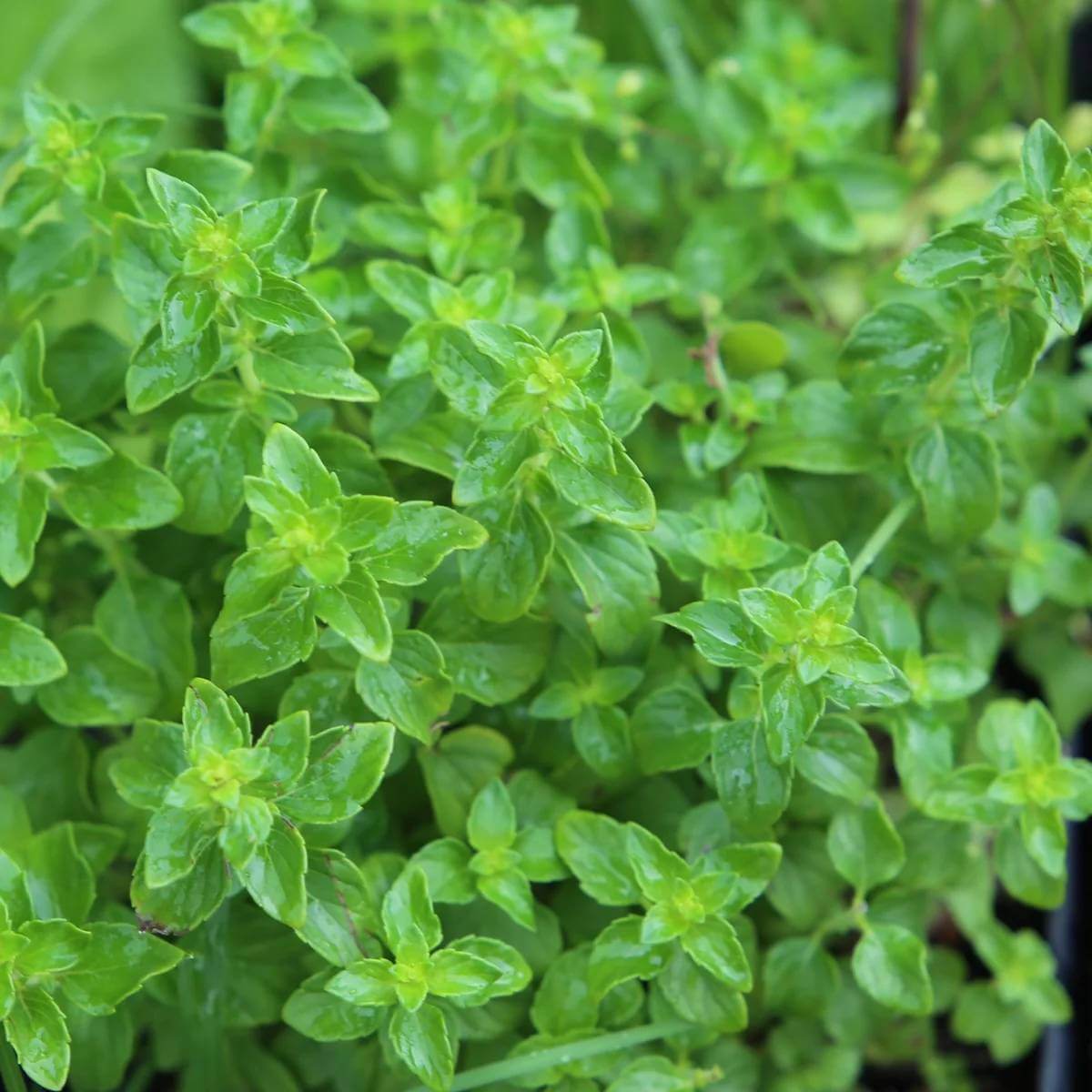 Marjolaine Herb Seeds - Heirloom Herbal Plant for Home Gardens