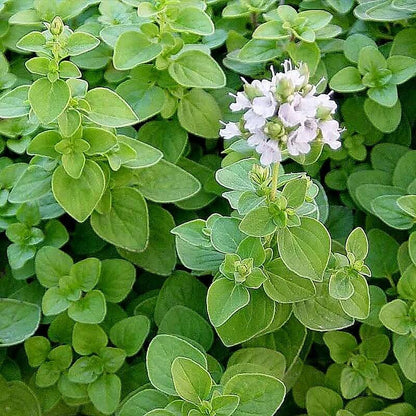 Marjolaine Herb Seeds - Heirloom Herbal Plant for Home Gardens