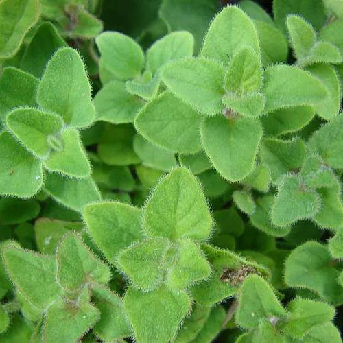 Marjolaine Herb Seeds - Heirloom Herbal Plant for Home Gardens