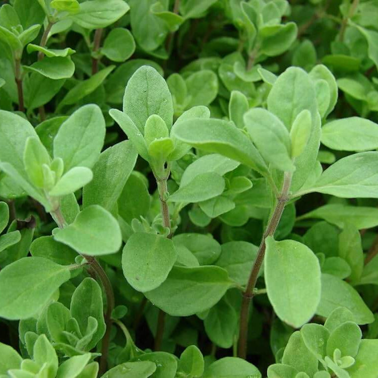 Marjoram Seeds - Herbal seeds