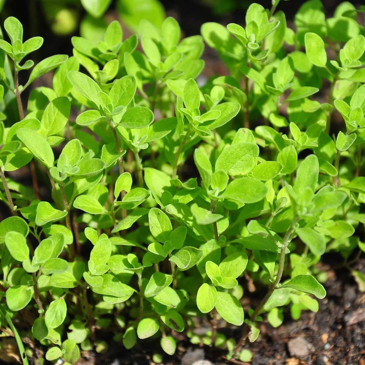 Marjoram Seeds - Herbal seeds