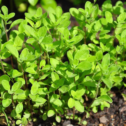 Marjoram Seeds - Herbal seeds