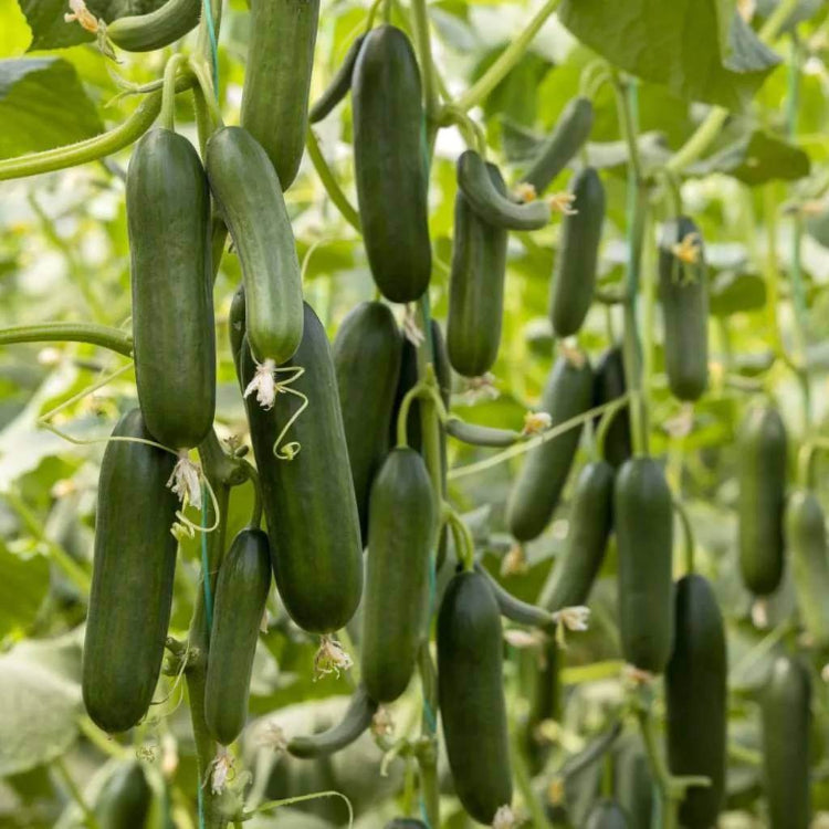 Marketmore 76 Cucumber Seeds - Heirloom Vegetable Plant for Home Gardens