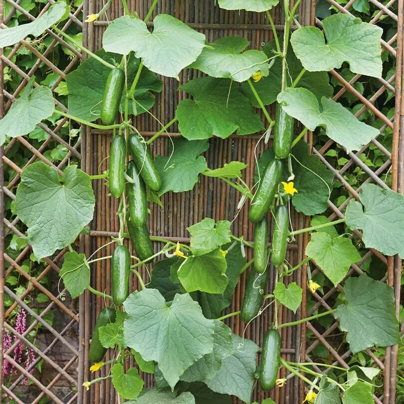 Marketmore 76 Cucumber Seeds - Heirloom Vegetable Plant for Home Gardens