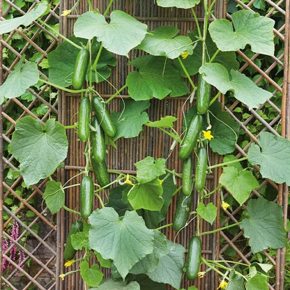 Marketmore 76 Cucumber Seeds - Heirloom Vegetable Plant for Home Gardens