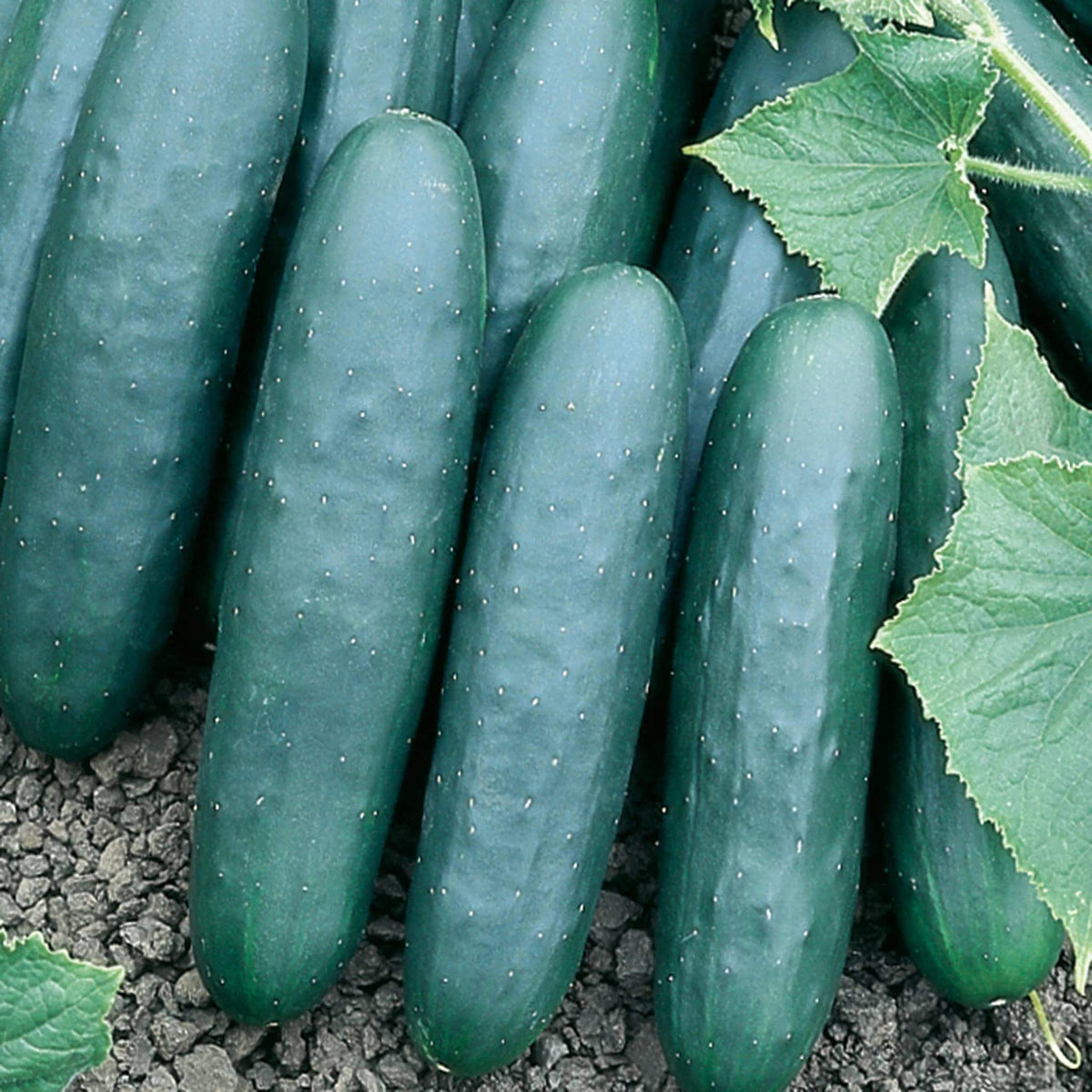 Marketmore 76 Cucumber Seeds - Heirloom Vegetable Plant for Home Gardens