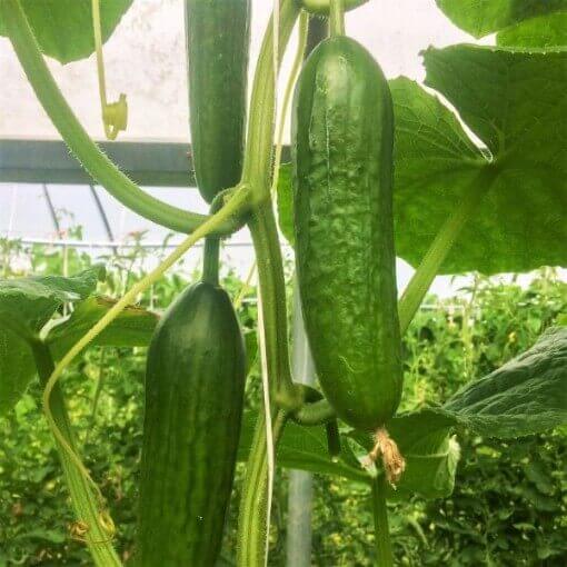 Marketmore cucumber seeds - Vegetable Plant