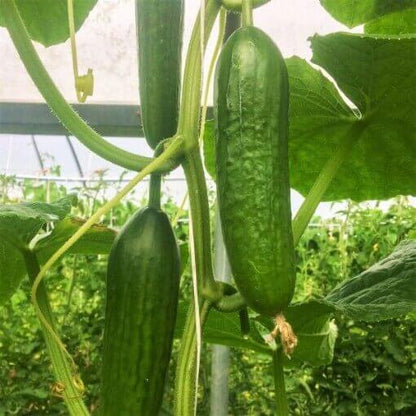 Marketmore cucumber seeds - Vegetable Plant
