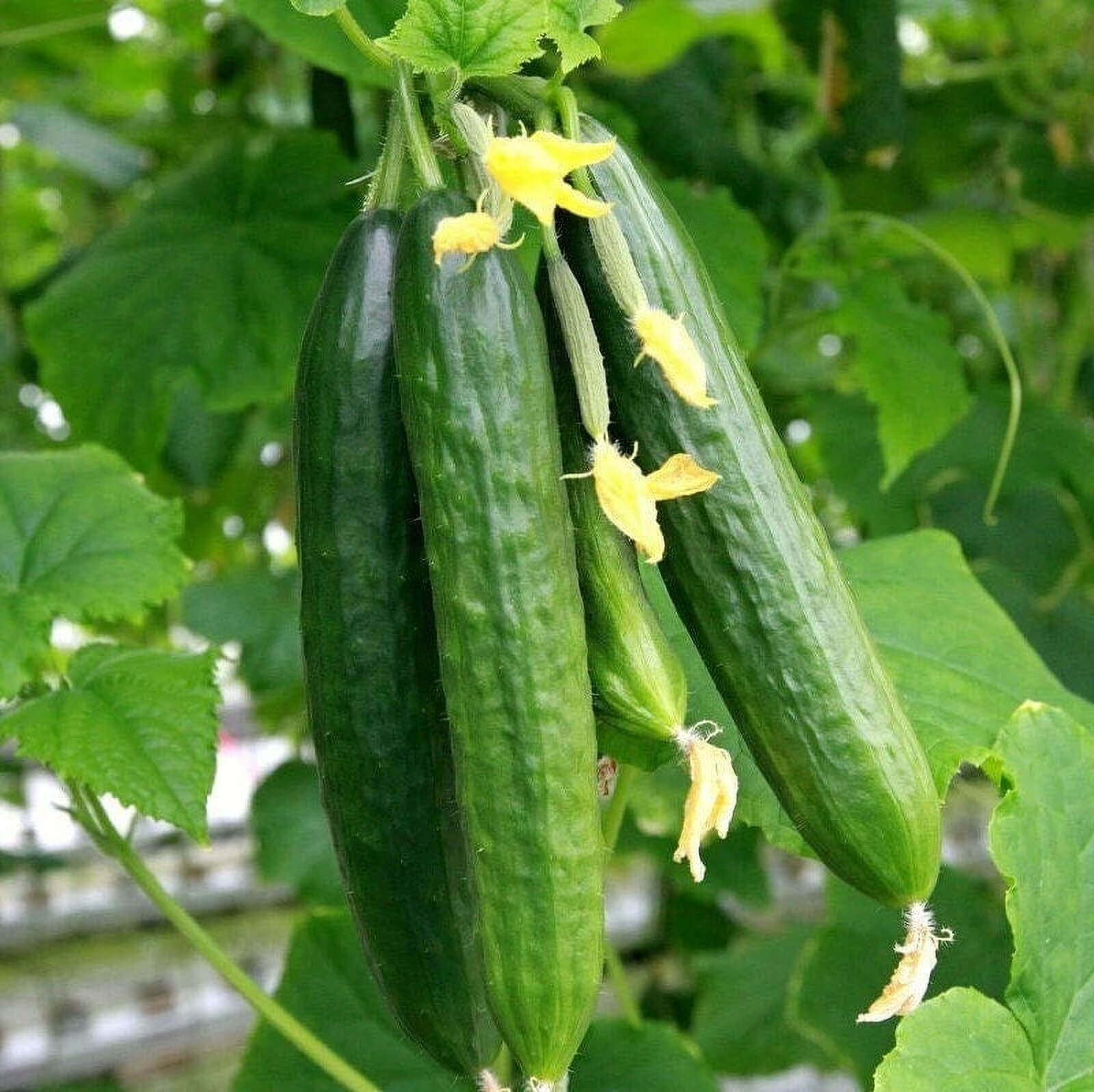 Marketmore cucumber seeds - Vegetable Plant