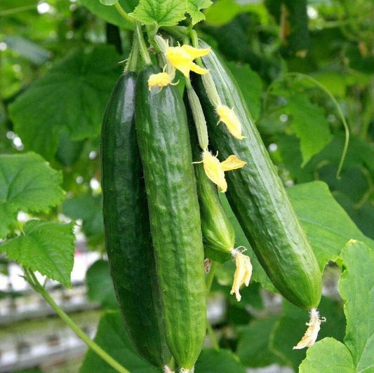 Marketmore cucumber seeds - Vegetable Plant