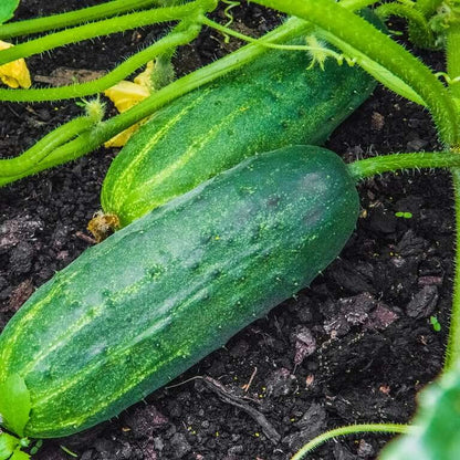 Marketmore cucumber seeds - Vegetable Plant