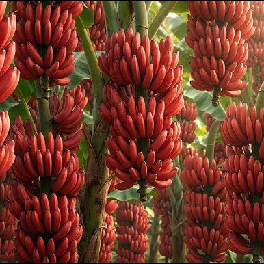 Maroon-Red Banana Seeds 