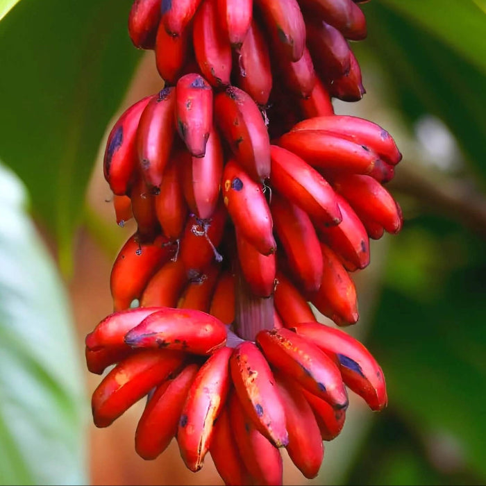 Maroon-Red Banana Seeds 