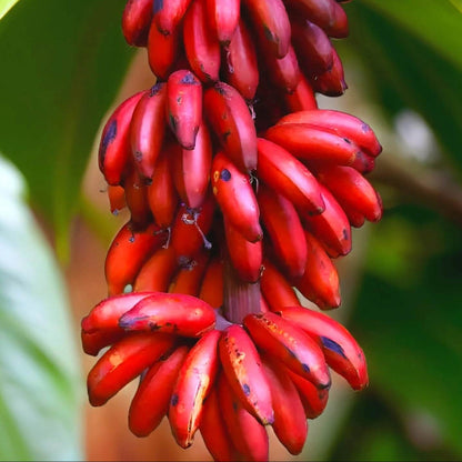 Maroon-Red Banana Seeds 