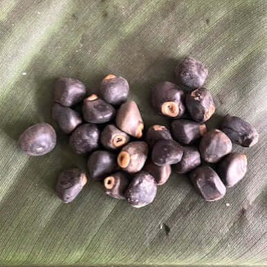 Maroon-Red Banana Seeds 