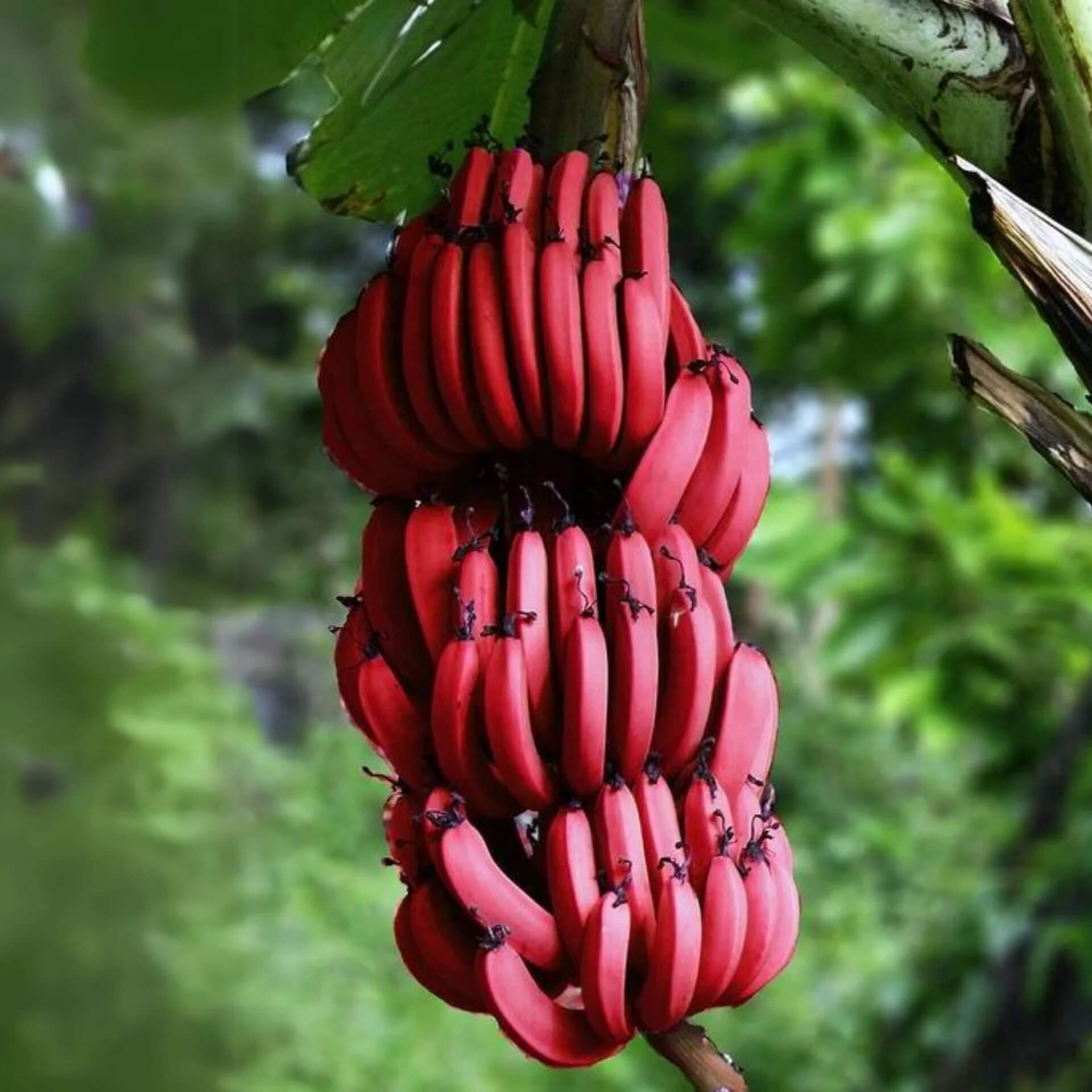 Maroon Banana Seeds 