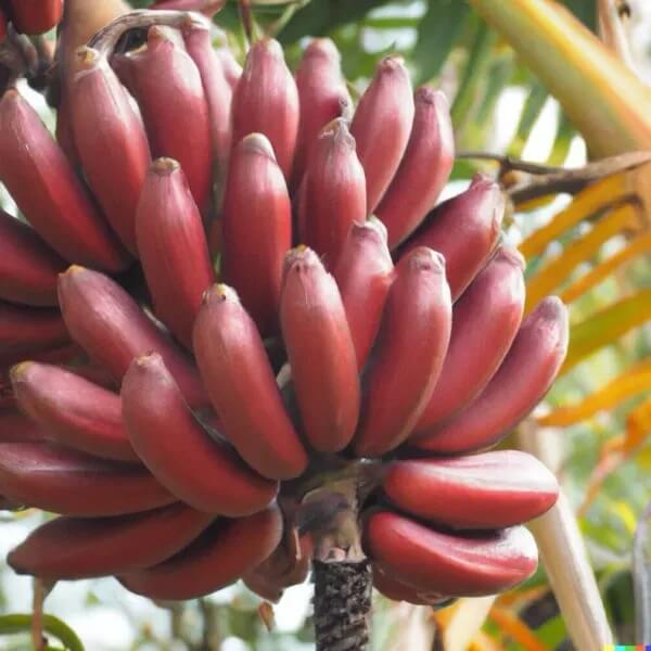 Maroon Banana Seeds 