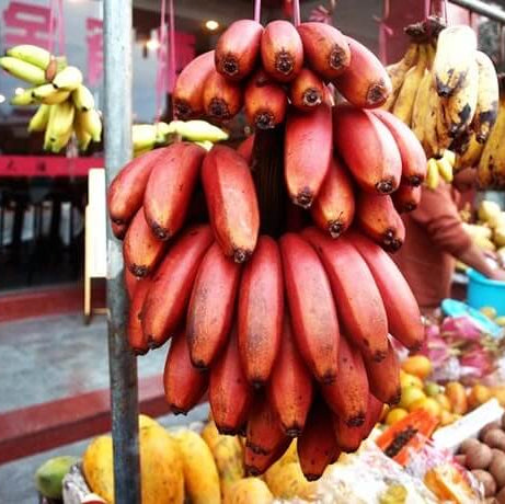Maroon Banana Seeds 