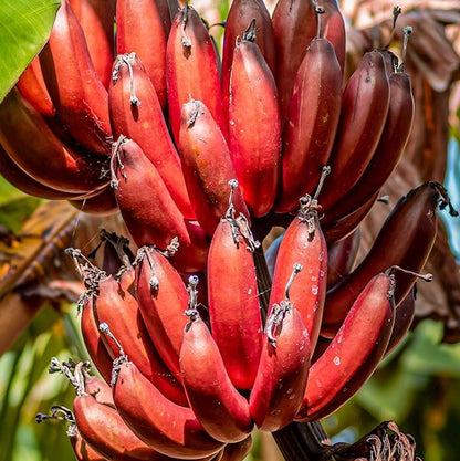 Maroon Banana Seeds 