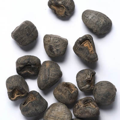 Maroon Banana Seeds 