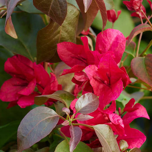 Maroon Bougainvillea Seeds