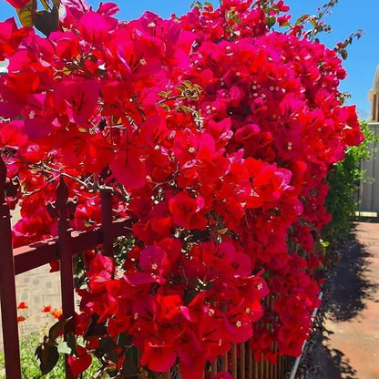 Maroon Bougainvillea Seeds