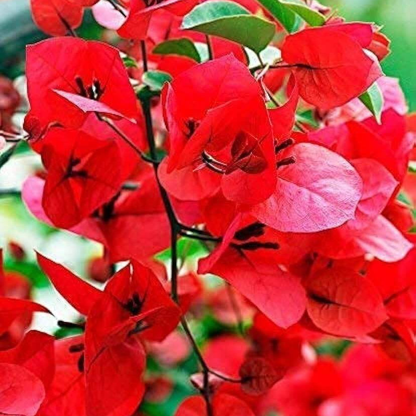 Maroon Bougainvillea Seeds