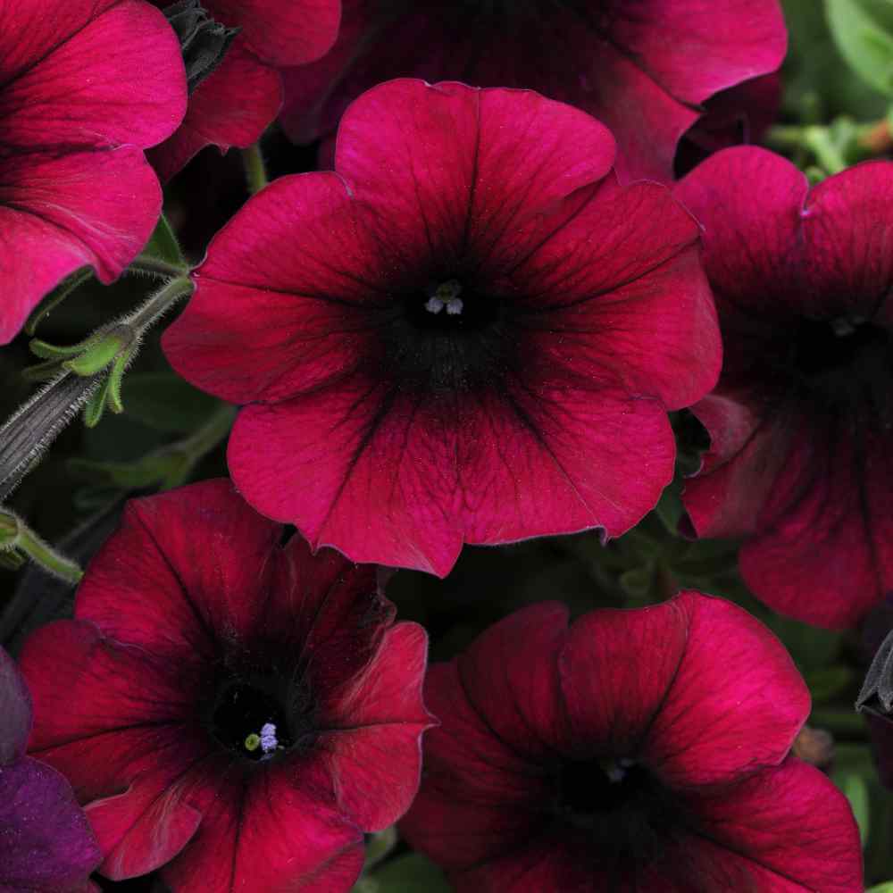 Maroon Color Petunias Seeds 