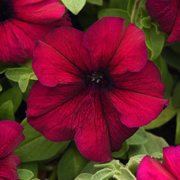 Maroon Color Petunias Seeds 