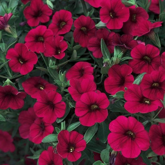 Maroon Color Petunias Seeds 