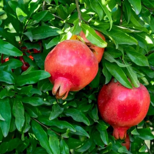 Maroon Pomegranate Seeds