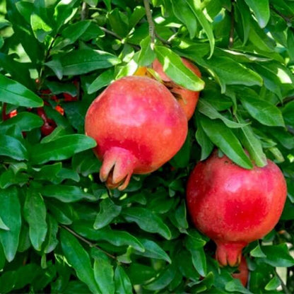 Maroon Pomegranate Seeds