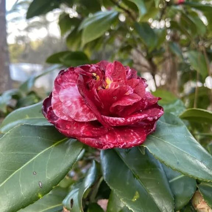 Maroon Red Camellia Seeds