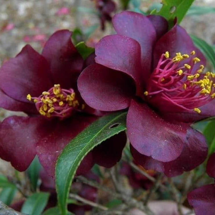 Maroon Red Camellia Seeds